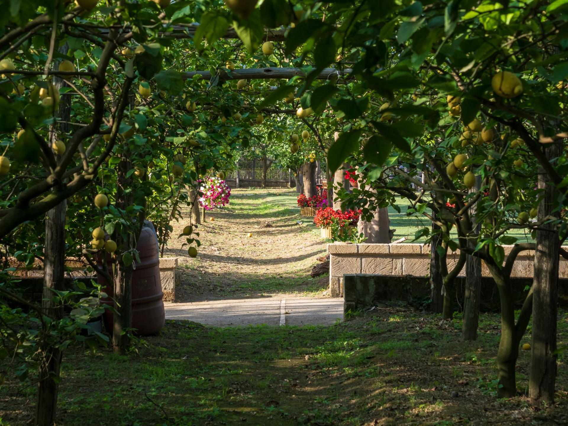 Giardino Di Nonno Lucio - Surrounded By Lemon Tree Villa Piano di Sorrento Eksteriør bilde