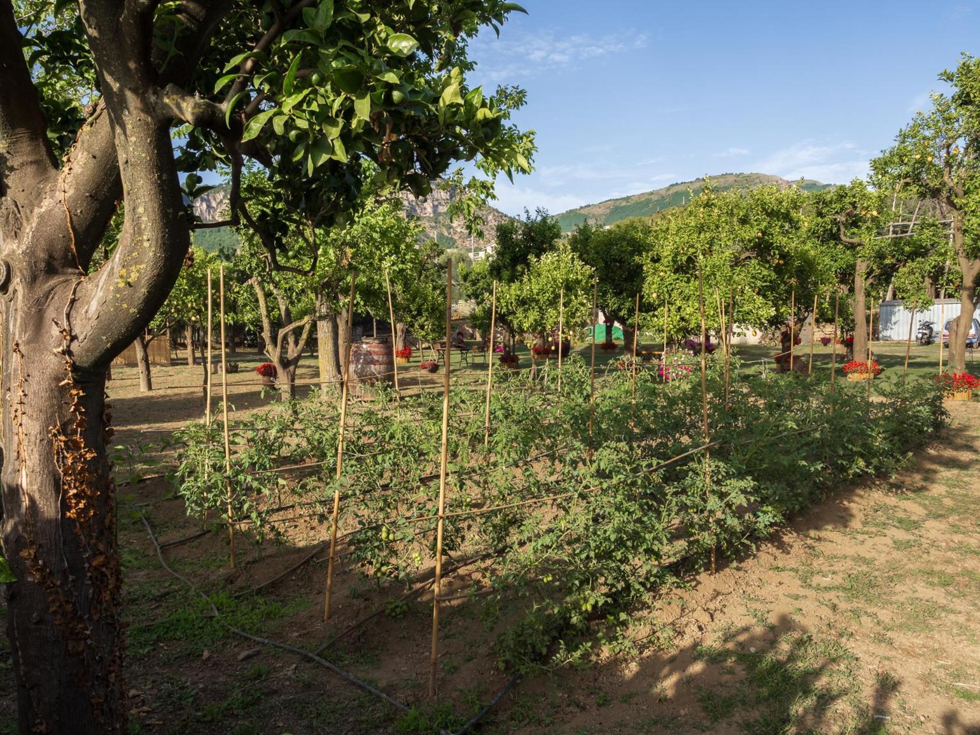 Giardino Di Nonno Lucio - Surrounded By Lemon Tree Villa Piano di Sorrento Eksteriør bilde
